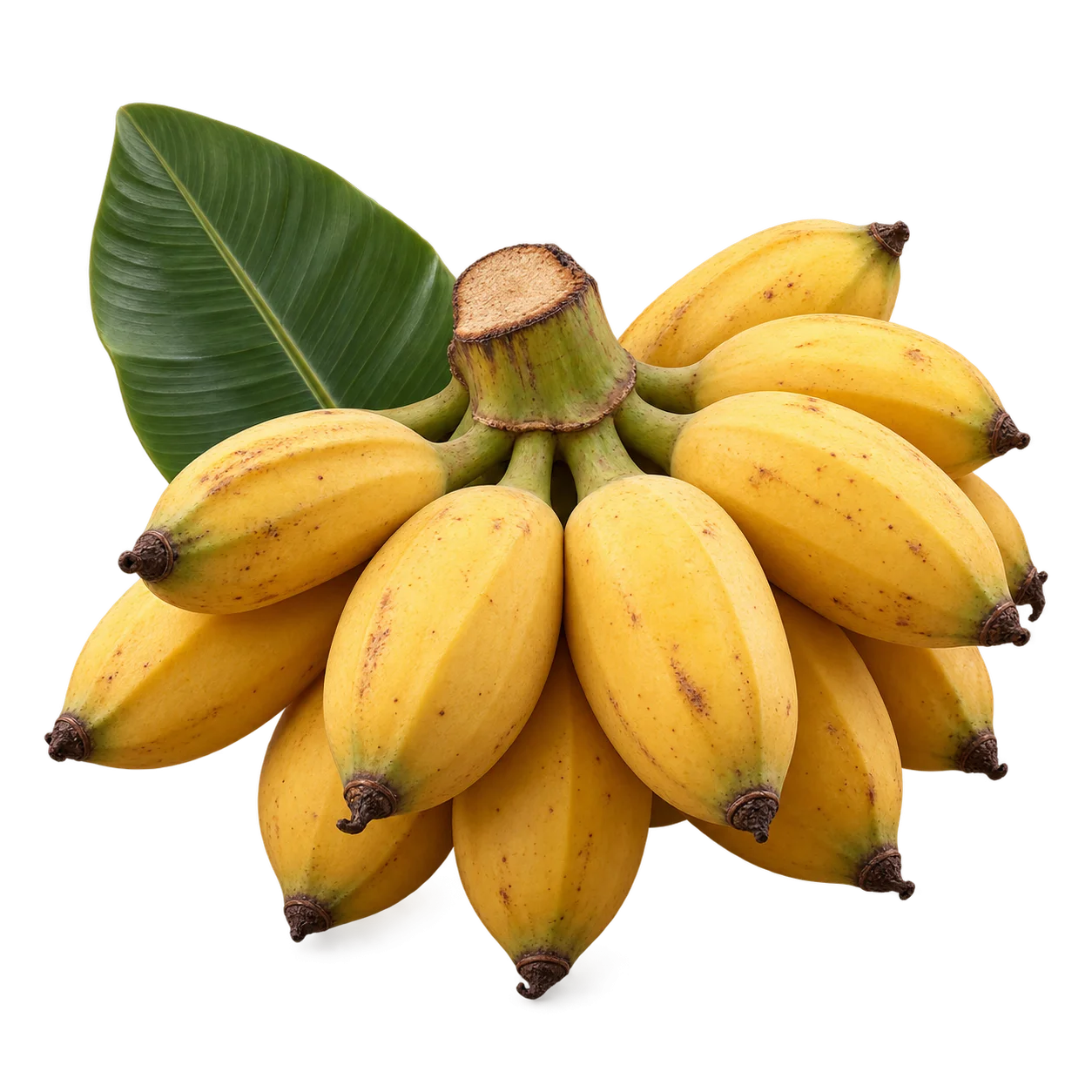 Detail Gambar Ilustrasi Pisang Tundang