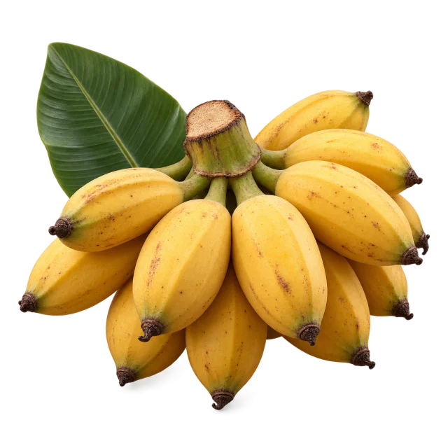 Gambar Ilustrasi Pisang Tundang dengan latar transparan
